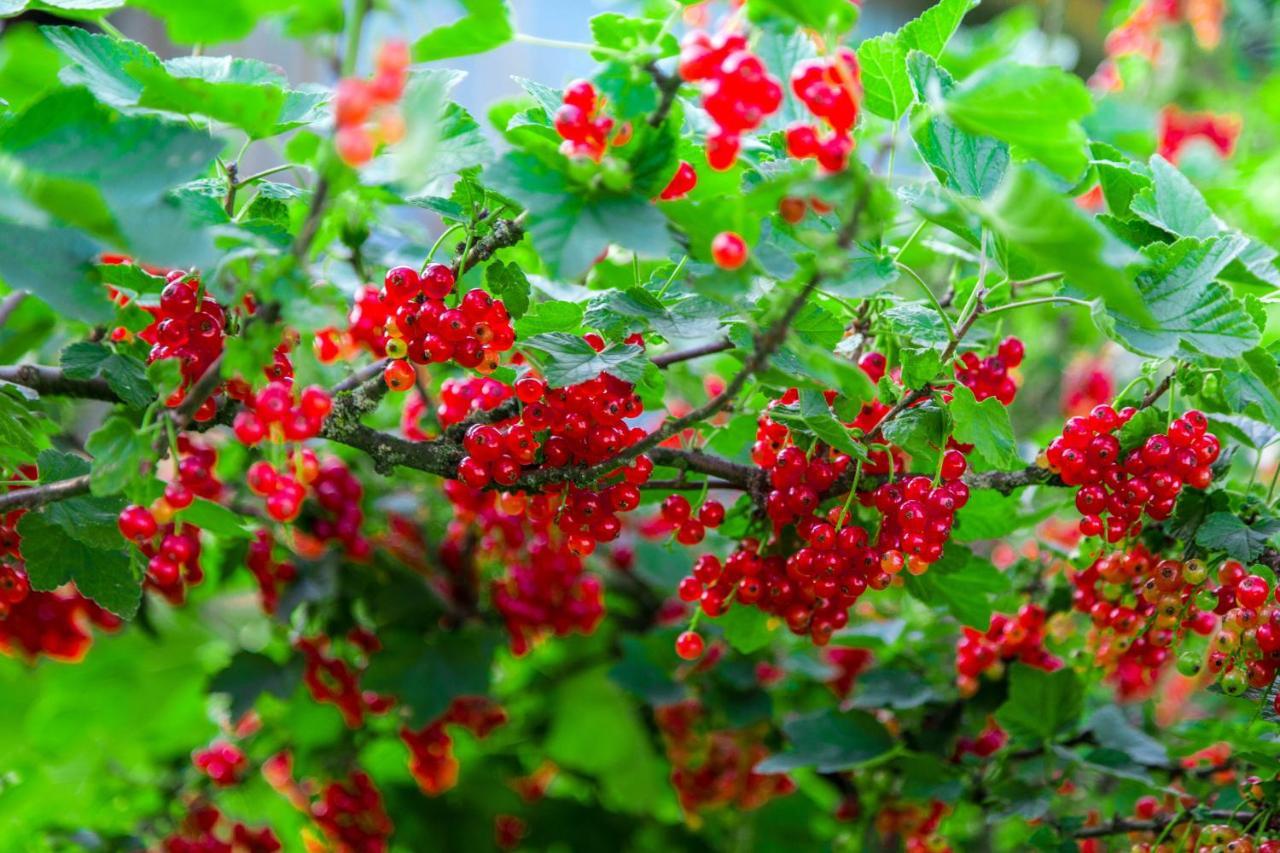 Agroturystyka Sikorki Lubomierz  Buitenkant foto